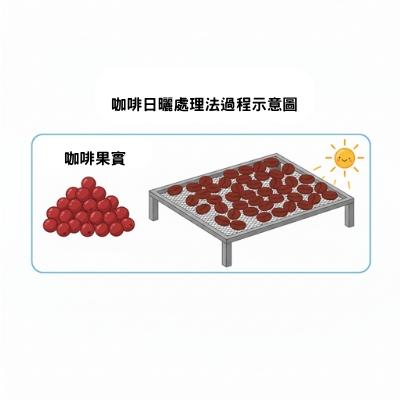 咖啡日曬處理法過程示意圖，展示咖啡果實在日曬床上乾燥的場景