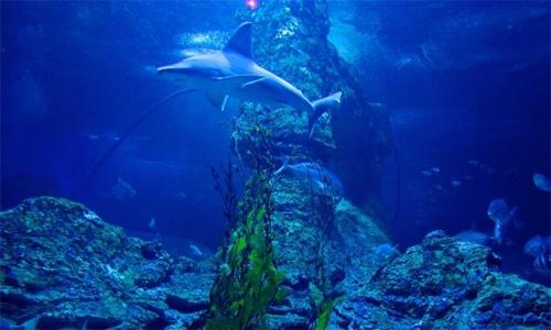 Top 10 Most Impressive Aquariums in the World