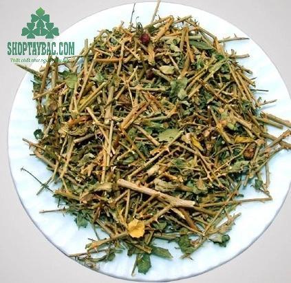 Cà gai leo khô với nhiều công dụng tuyệt vời.jpg