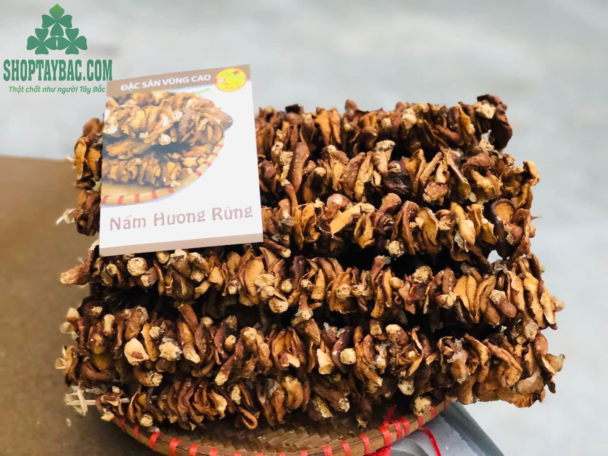 Nấm hương rừng Tây Bắc tự nhiên.png