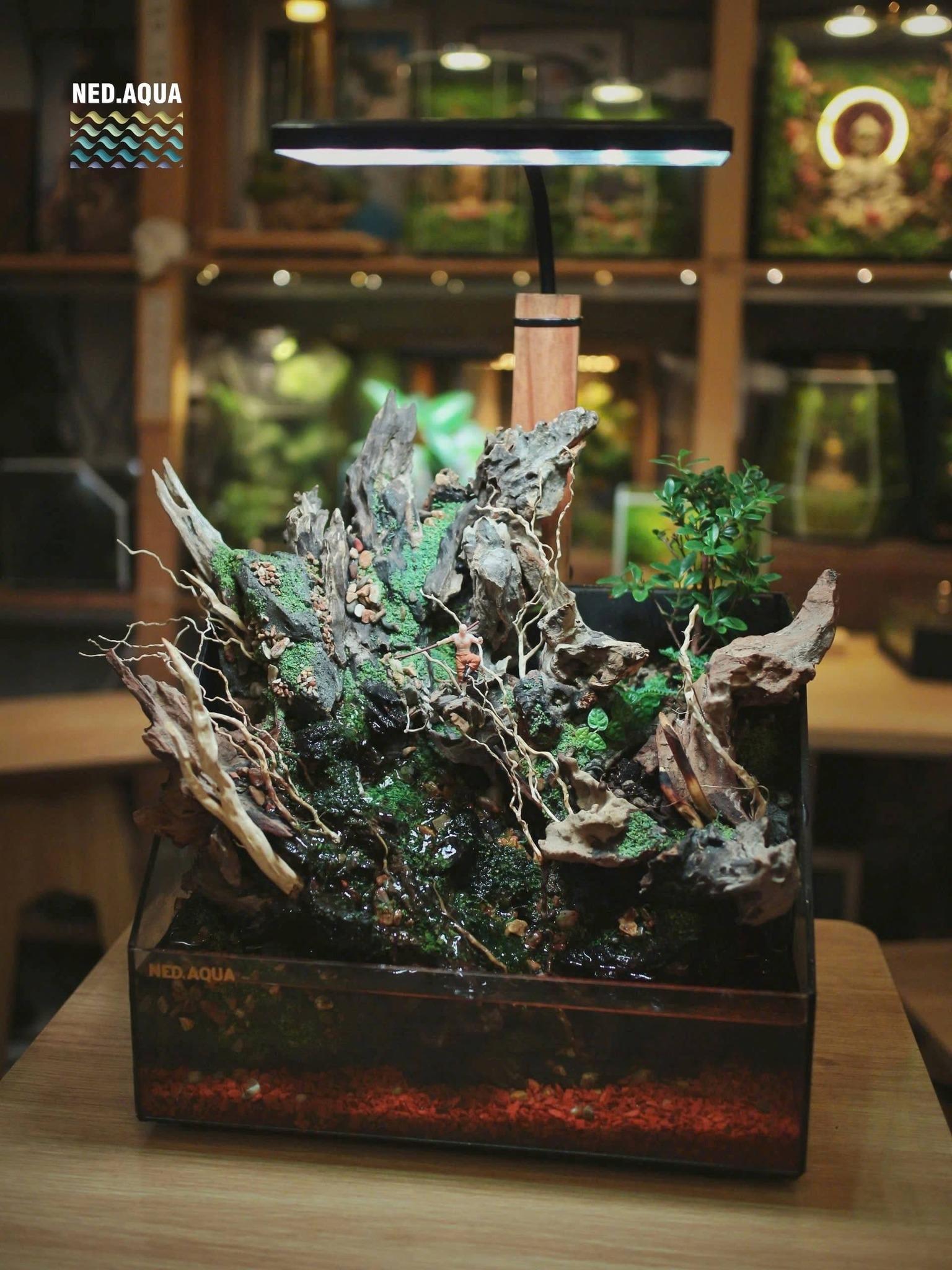 Mộc Cảnh Bán Cạn 2