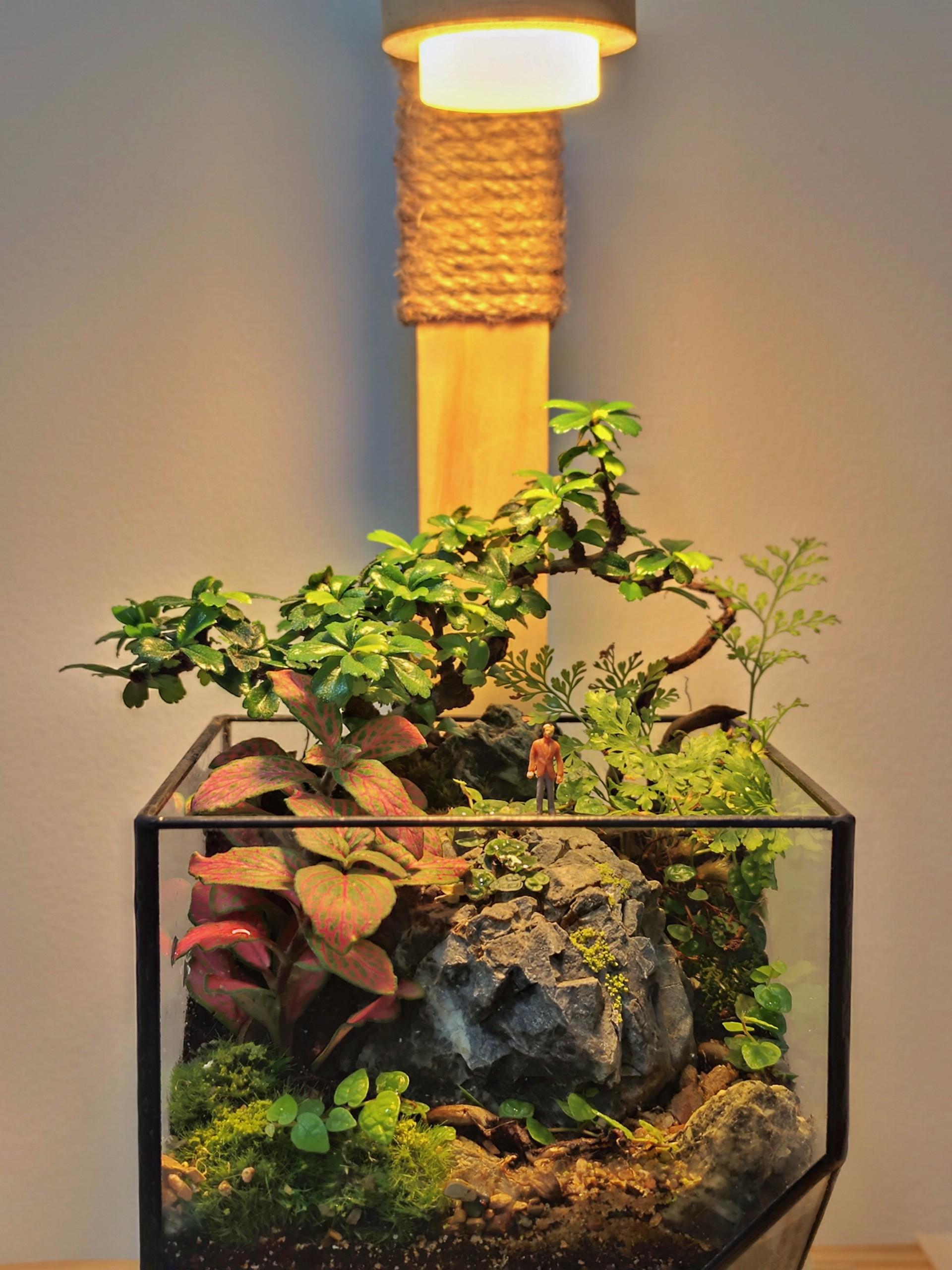 CUBIC TERRARIUM 2