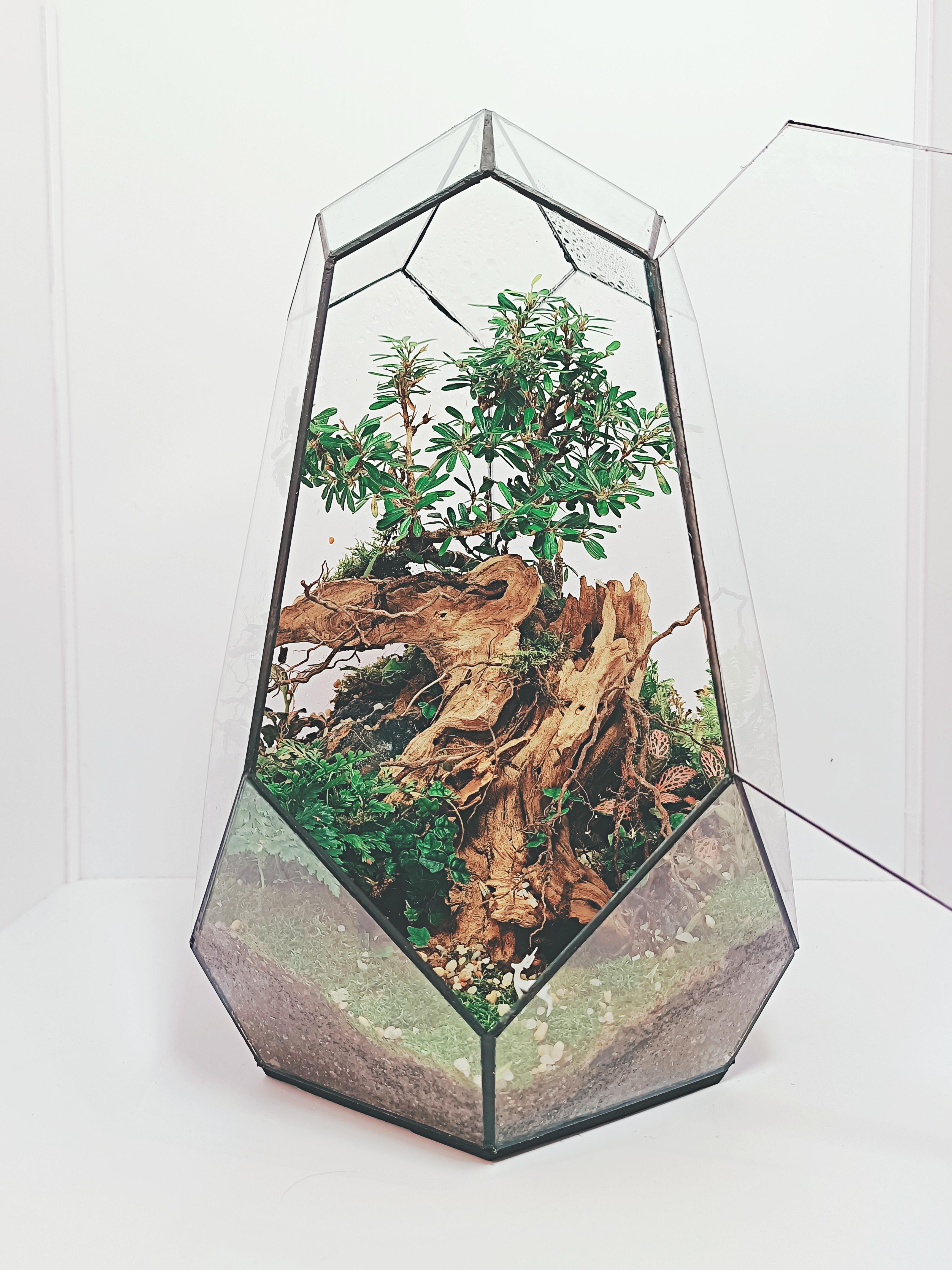 TERRARIUM ĐA GIÁC 2