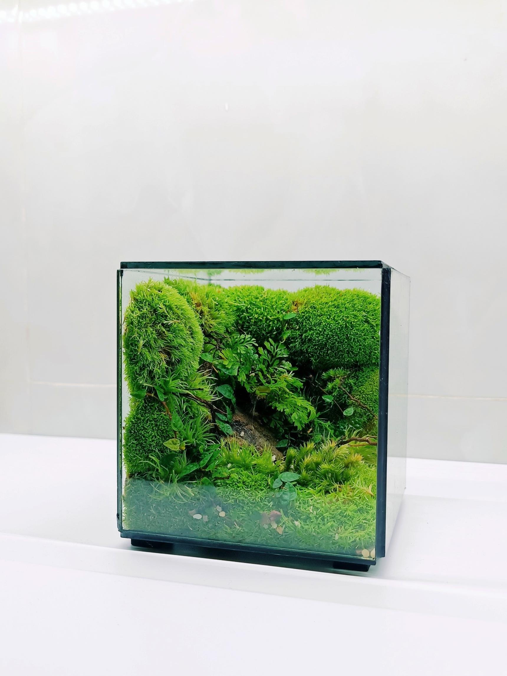 CUBIC TERRARIUM 3